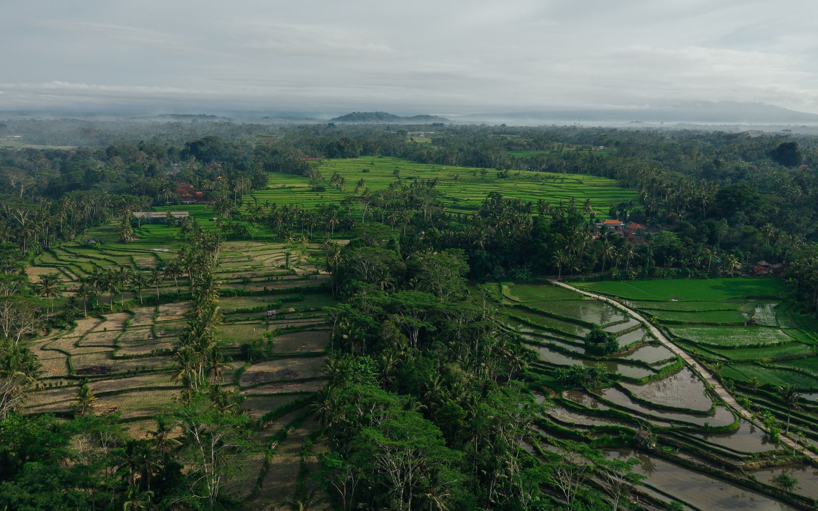 A stunning aerial view of rice terraces amidst tropical greenery and palm trees.